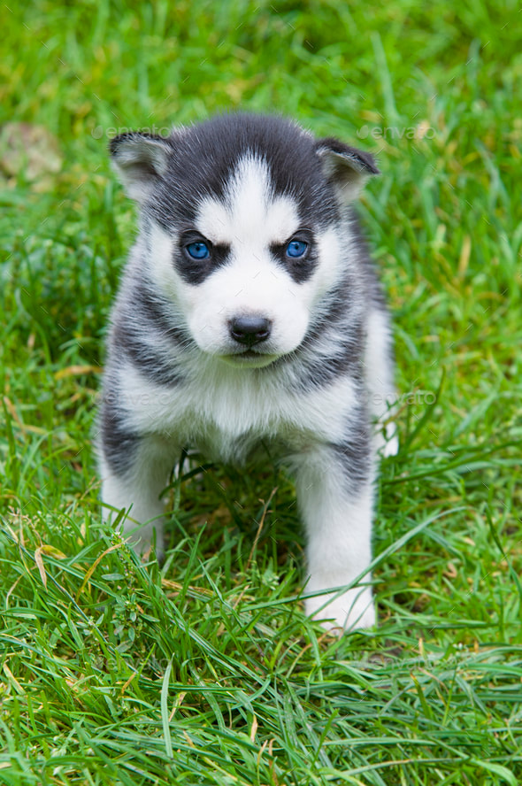 HUSKY PUPPIES FOR SALE NEAR ME Home